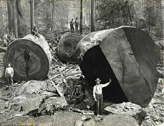 Le bois d'hier / The legacy woods