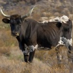 Drought-Striken Longhorn